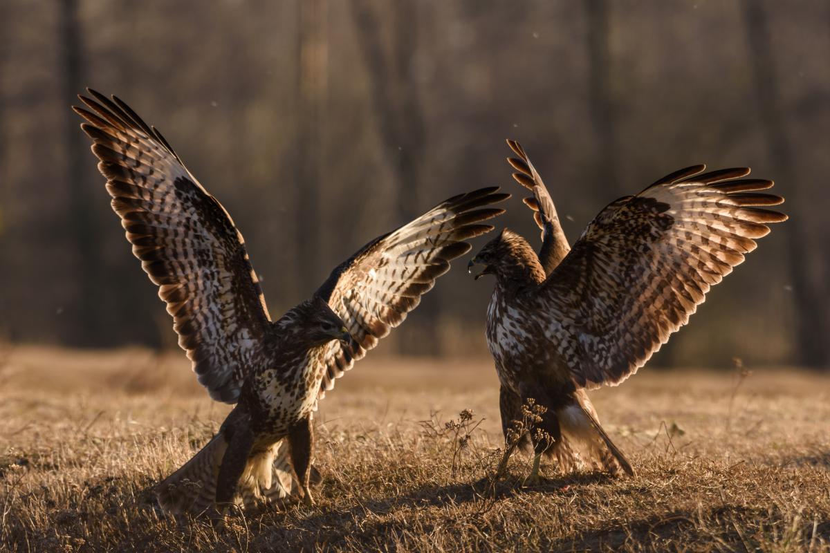 Szakolczai Krisztina