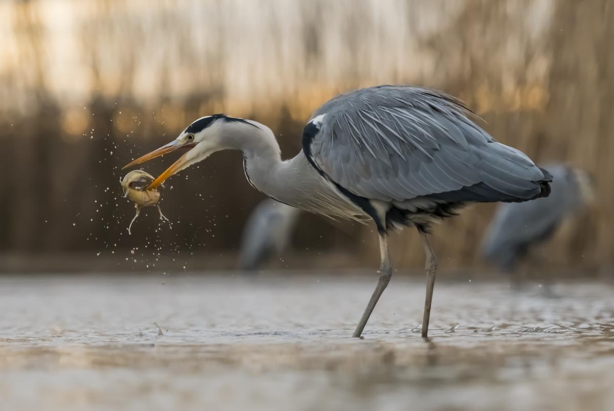 Gaál Zoltán Péter