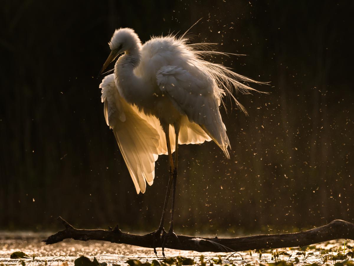 Szakolczai Krisztina