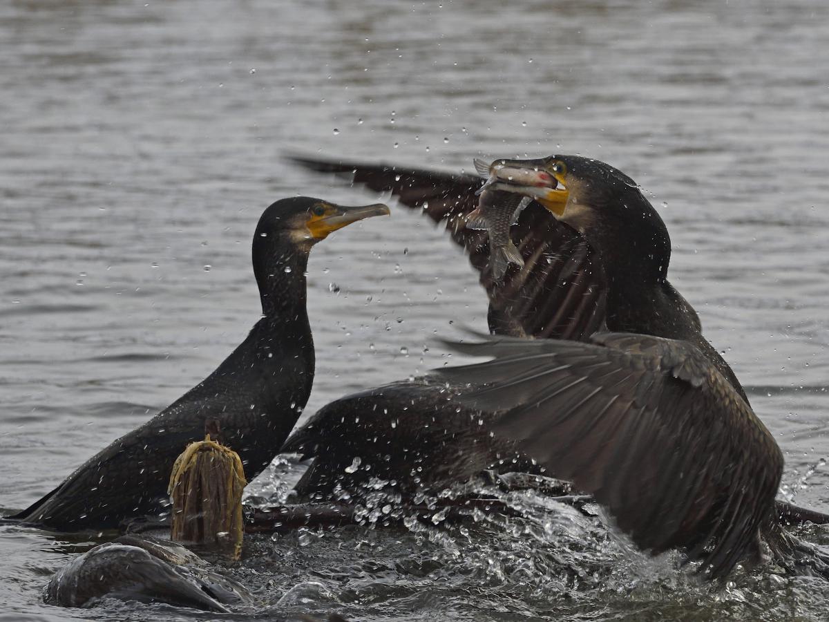 Násfayné Kőházi Mária