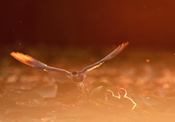 Még nem volt vacsora