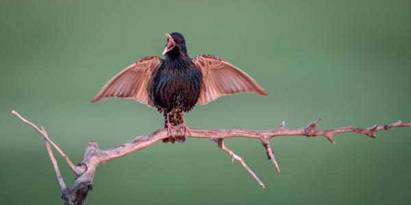 Hajnali madárfütty