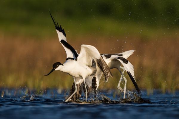 Hónom alá csaplak!