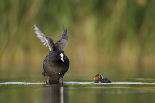 Akkor jól megrázod!