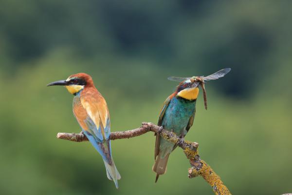 Ne haragudj! ...hoztam neked szitakötőt.