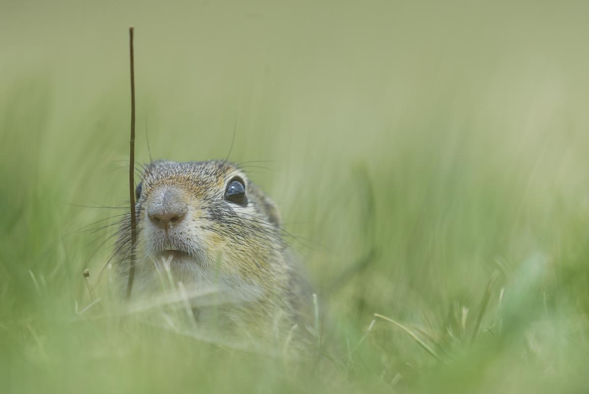 Gaál Zoltán Péter