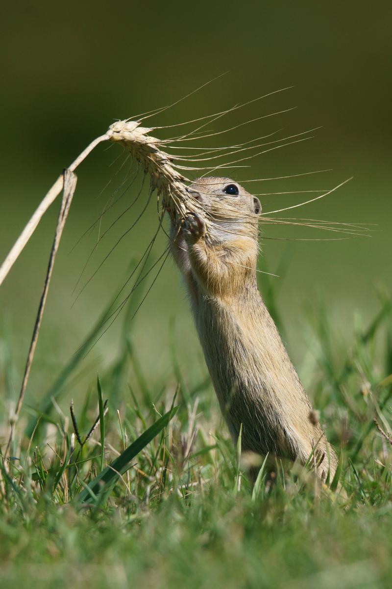 Kalmár Lajos Gábor