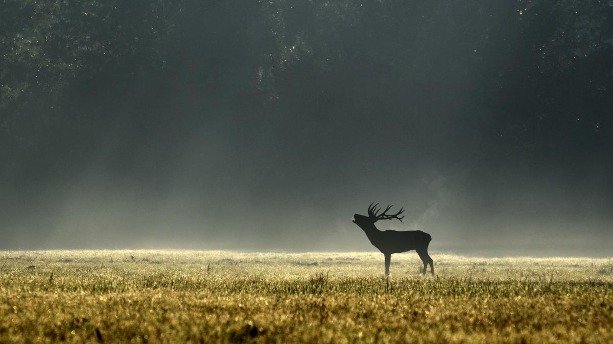 Násfayné Kőházi Mária
