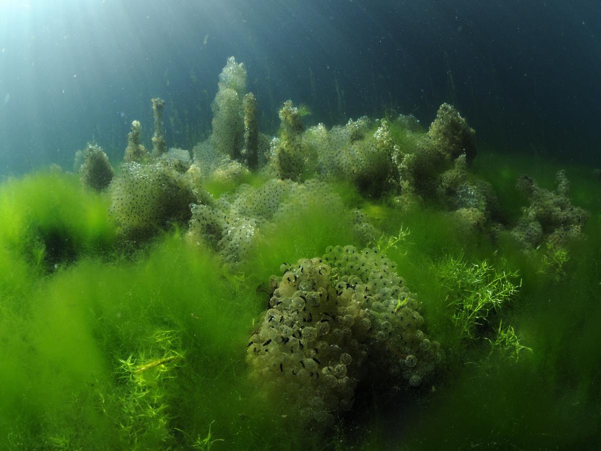 Násfayné Kőházi Mária