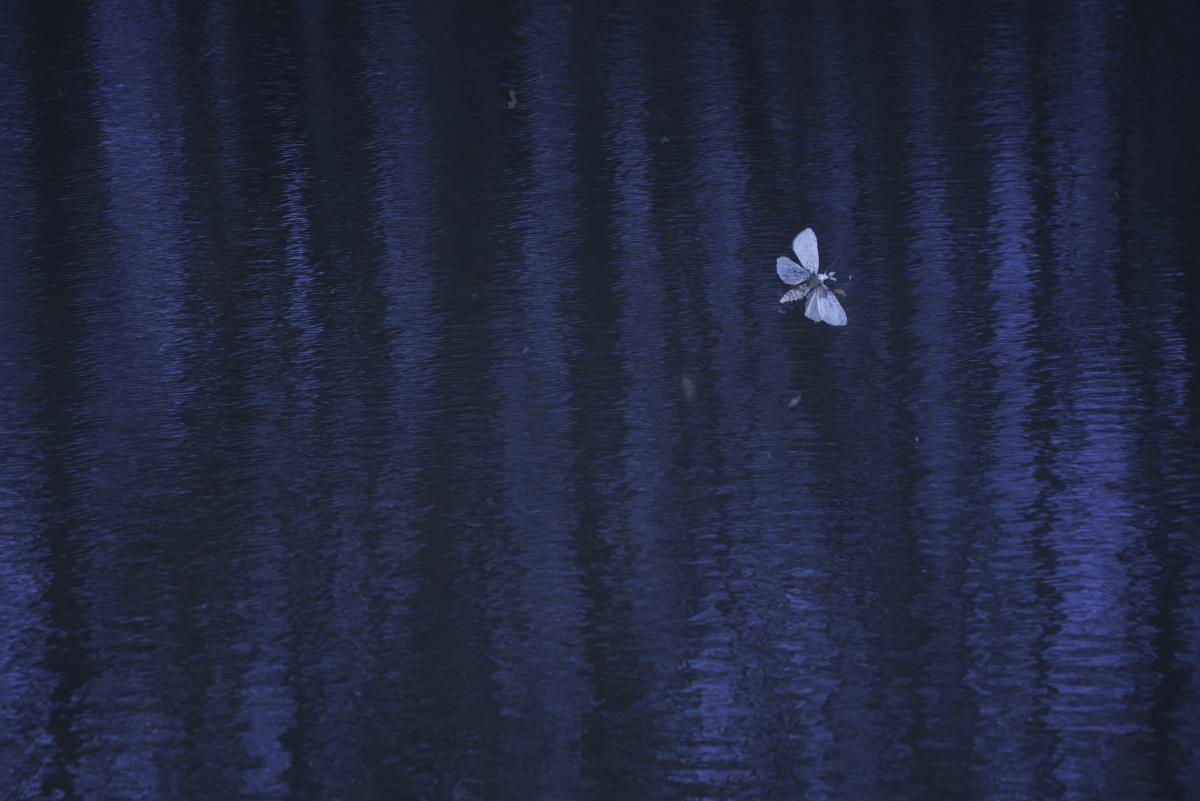 Darányiné Bakos Éva