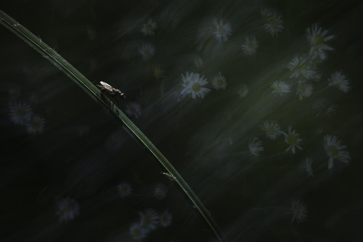 Darányiné Bakos Éva