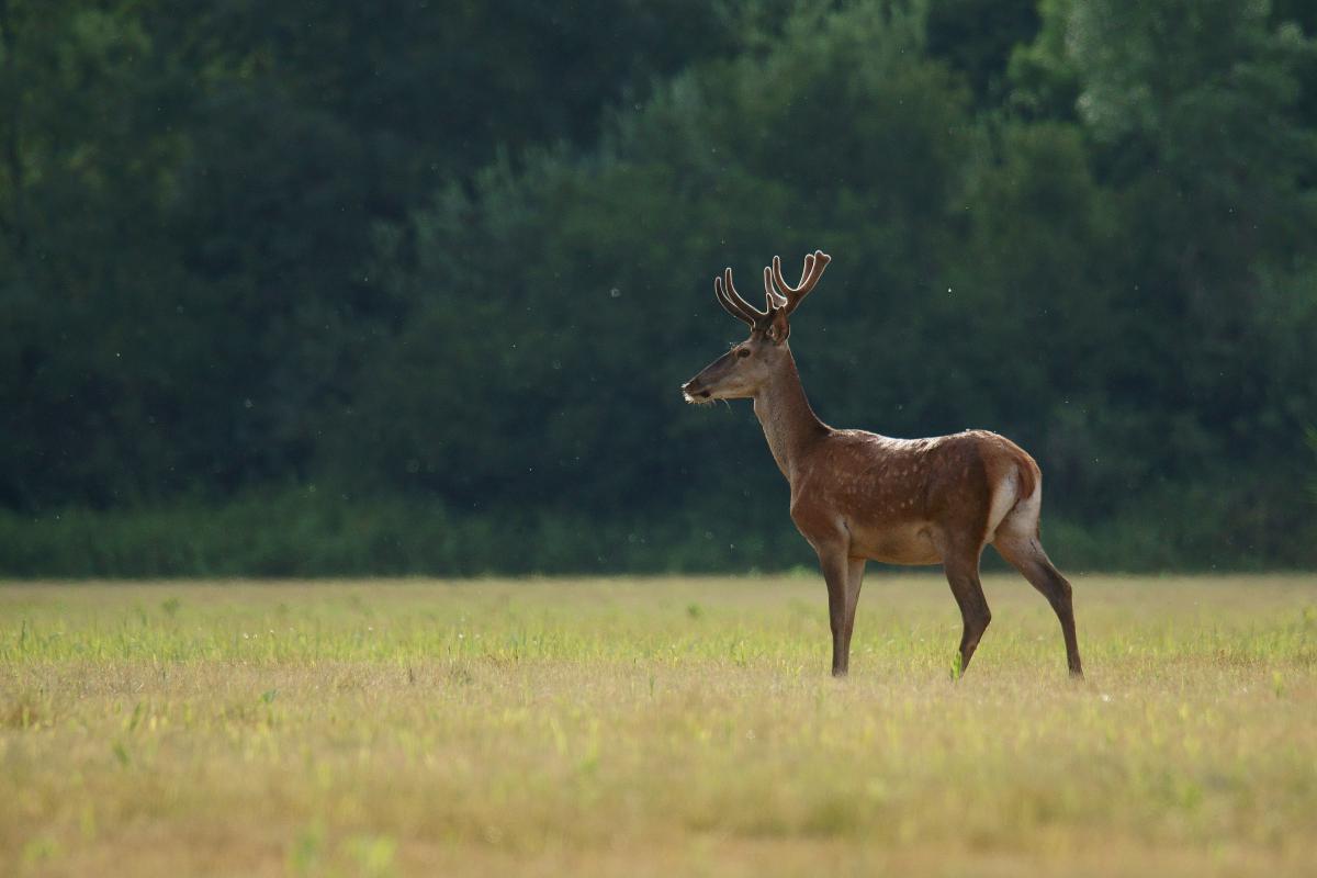 Kalmár Lajos Gábor