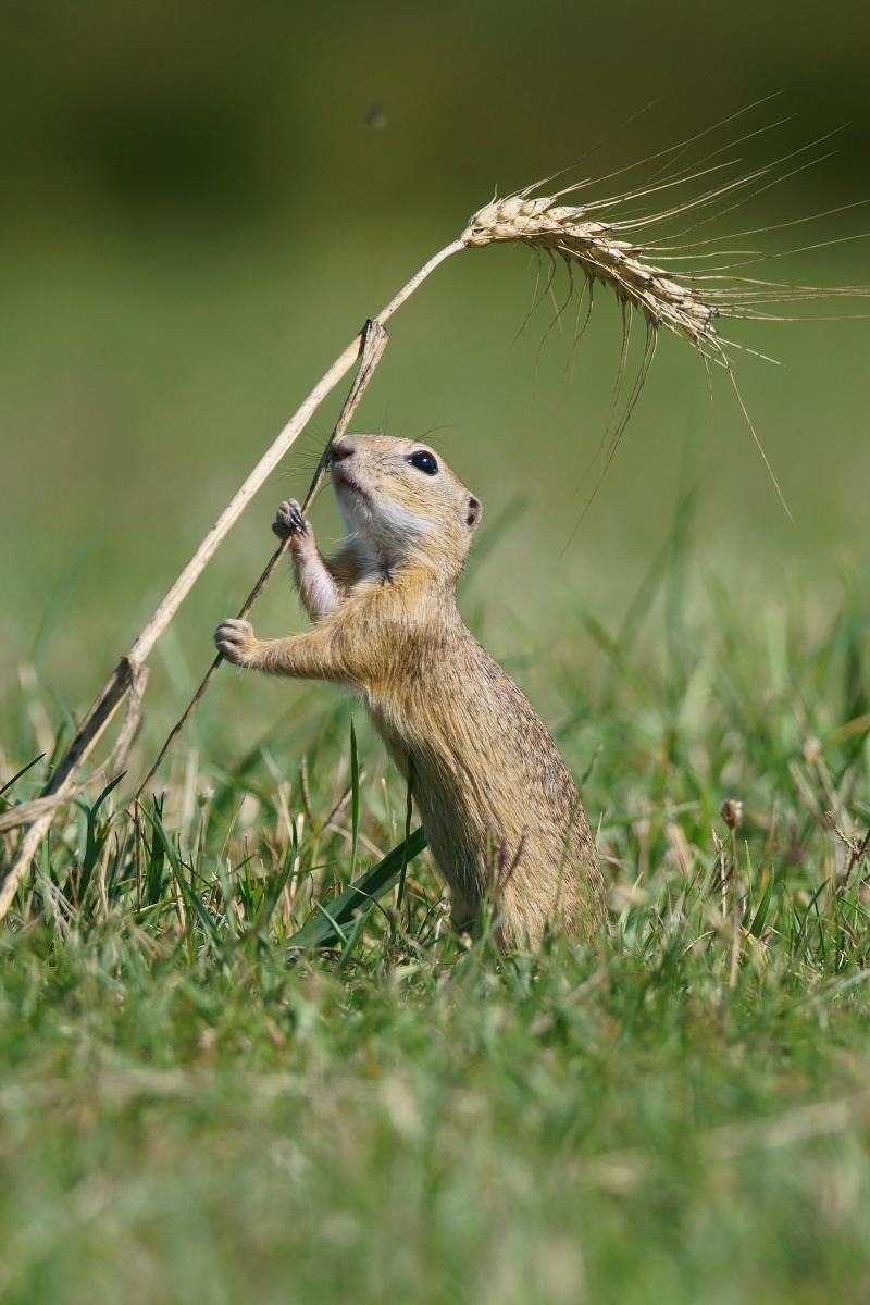 Kalmár Lajos Gábor