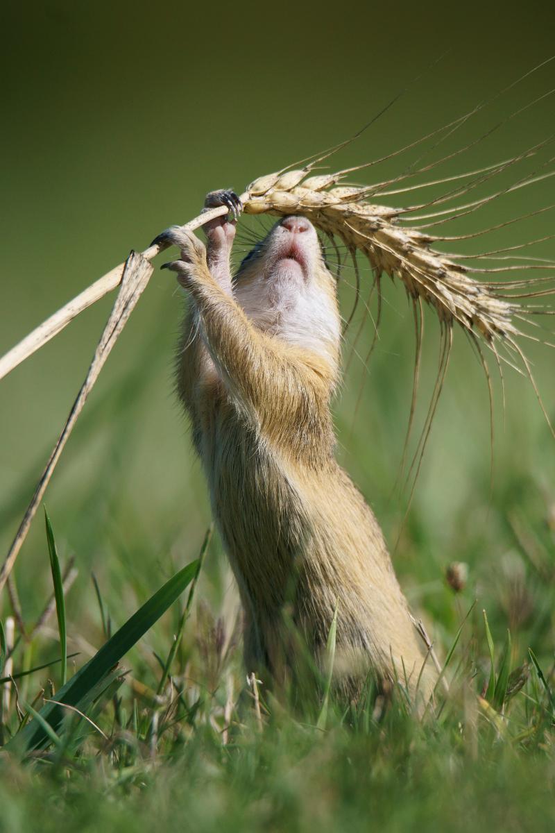 Kalmár Lajos Gábor