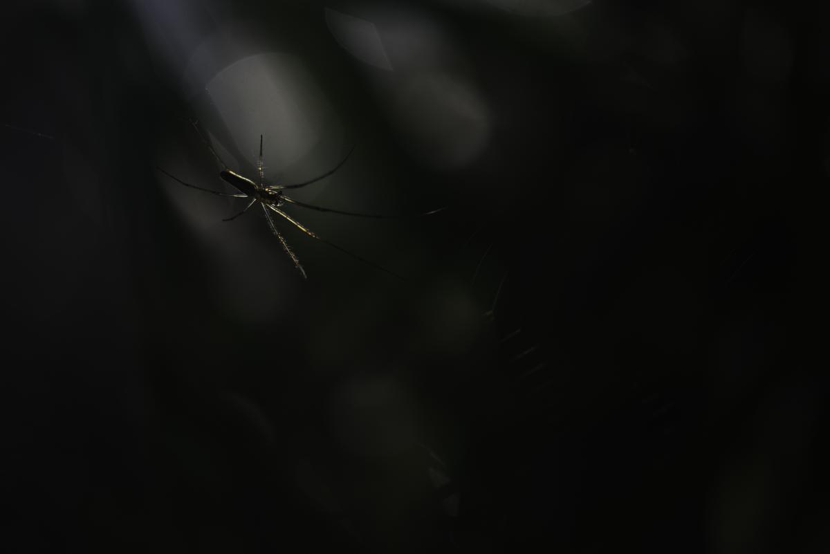 Darányiné Bakos Éva