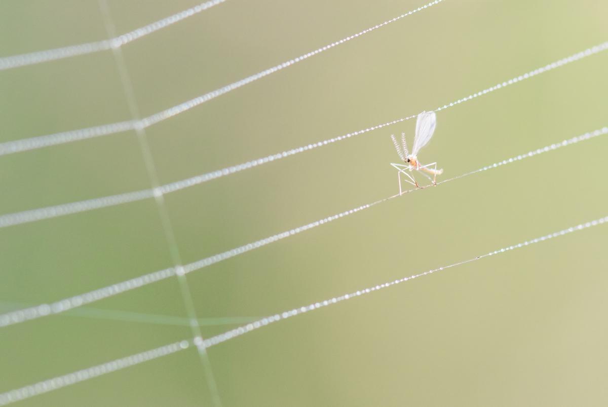 Gaál Zoltán Péter