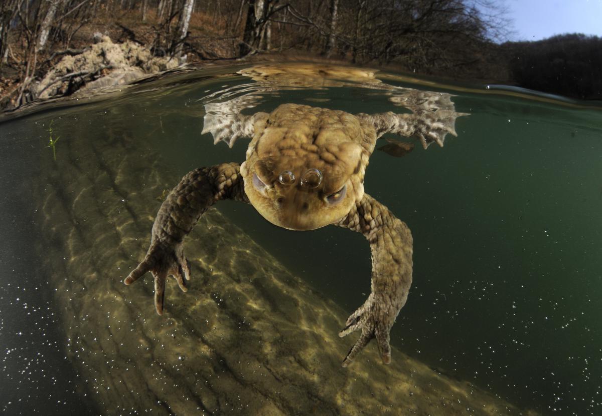 Násfayné Kőházi Mária