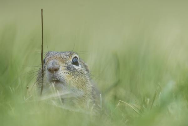 Ürge hívja pockot, vétel!
