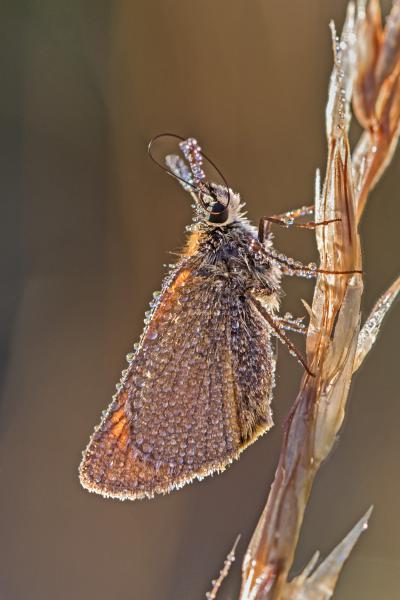 Megtörlöm a szemem