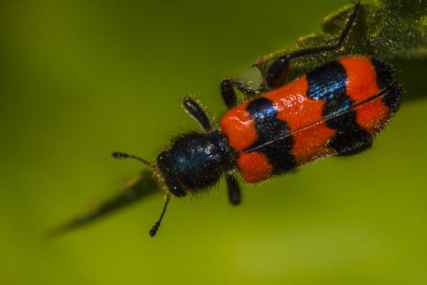 Szalagos méhészbogár