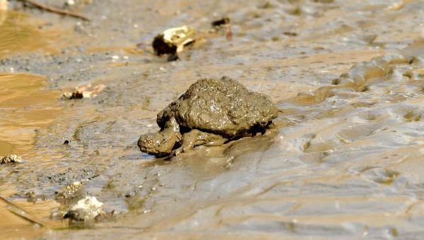 IGAZI MOCSÁRI TEKNŐS