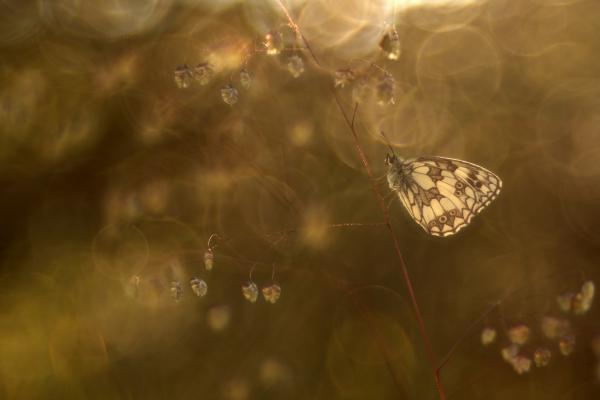 A természet ék(szer)ei