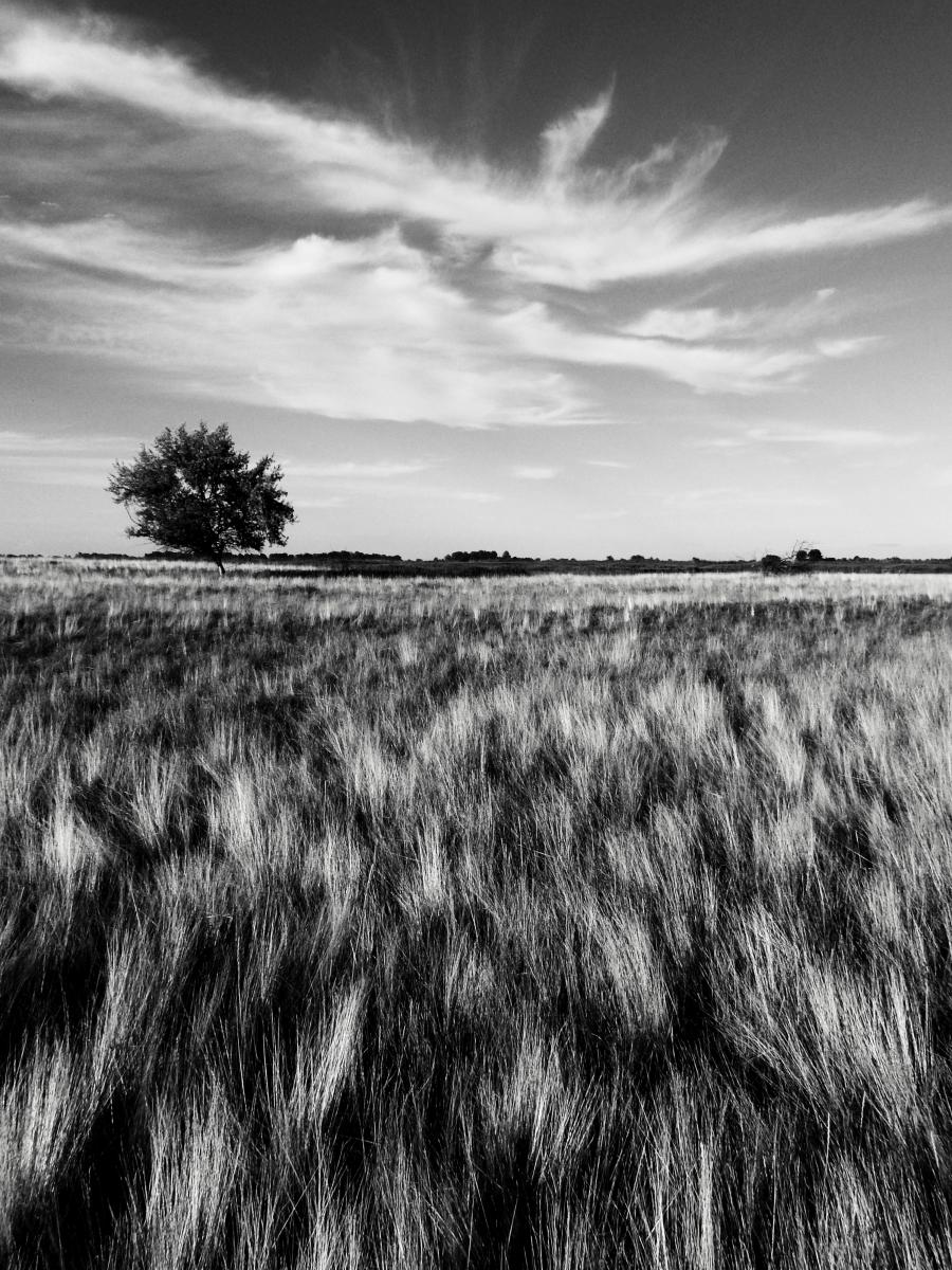 Koncz-Bisztricz Tamás