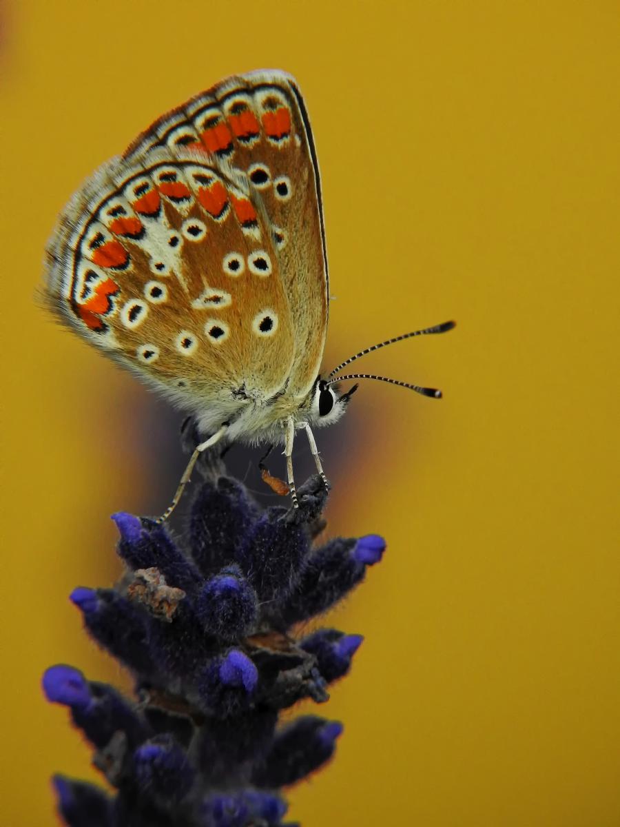 Koncz-Bisztricz Tamás