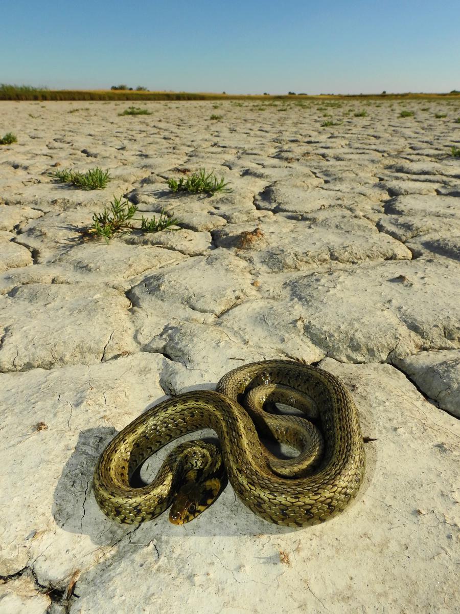 Koncz-Bisztricz Tamás