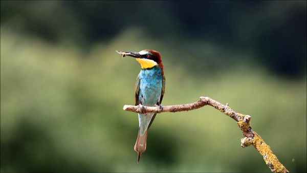 Hol az aranymálinkó?