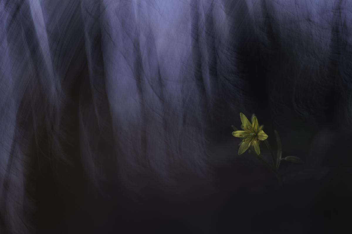 Darányiné Bakos Éva