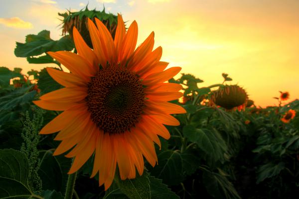 Sunsetflower
