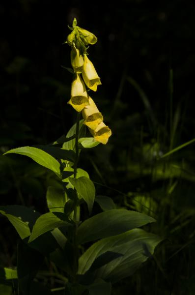 Sárga gyűszűvirág