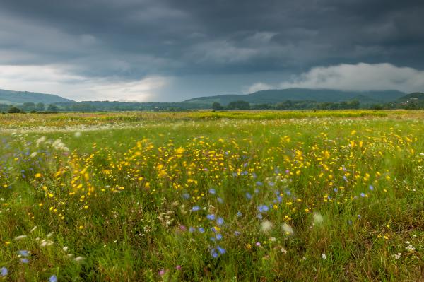 Vadvirágok vihartánca