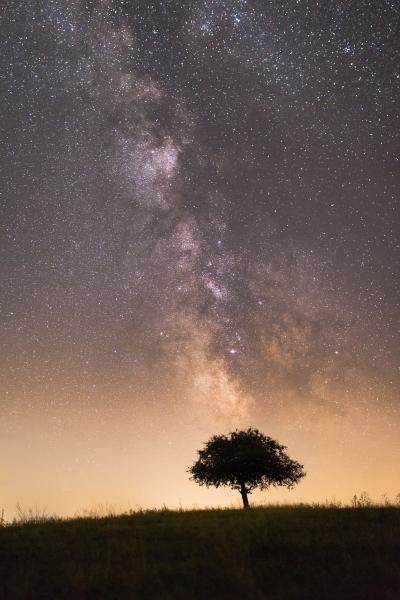 Az égig érő körtefa