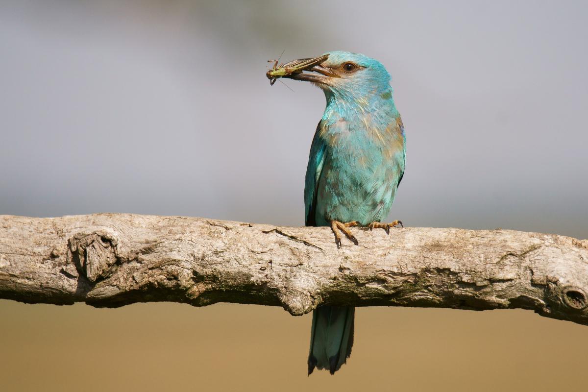Kalmár Lajos Gábor