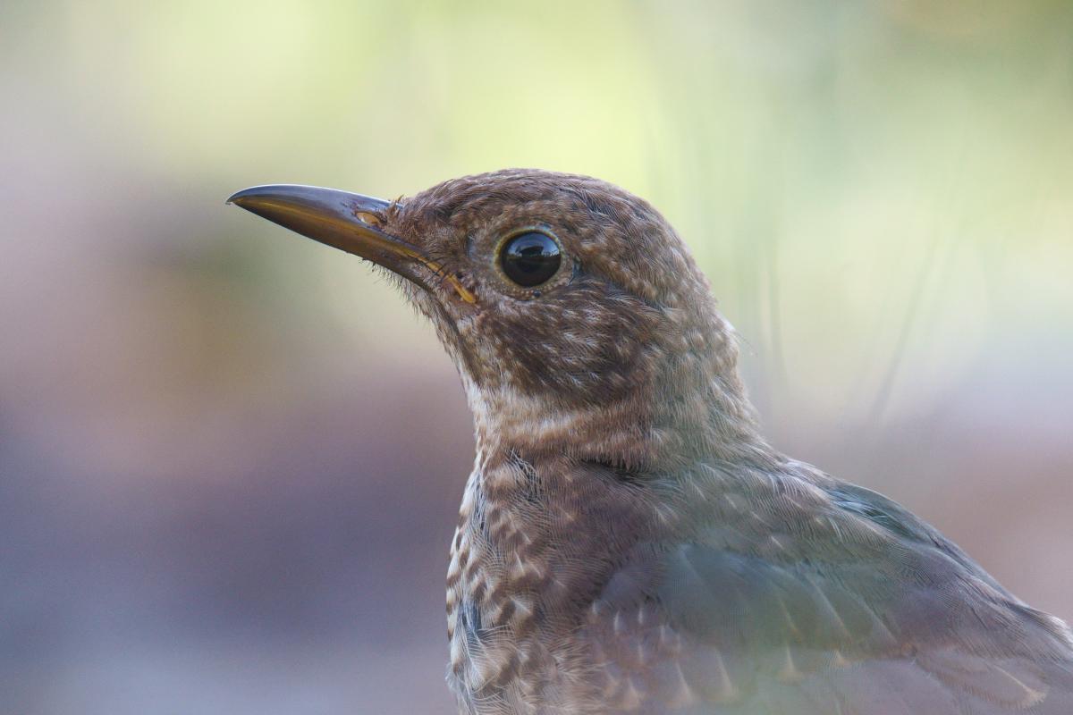Kalmár Lajos Gábor