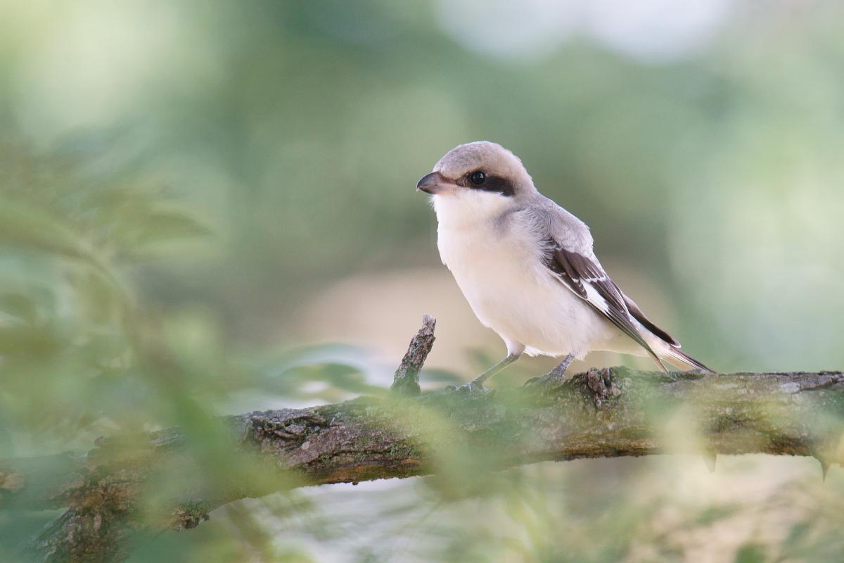Kalmár Lajos Gábor