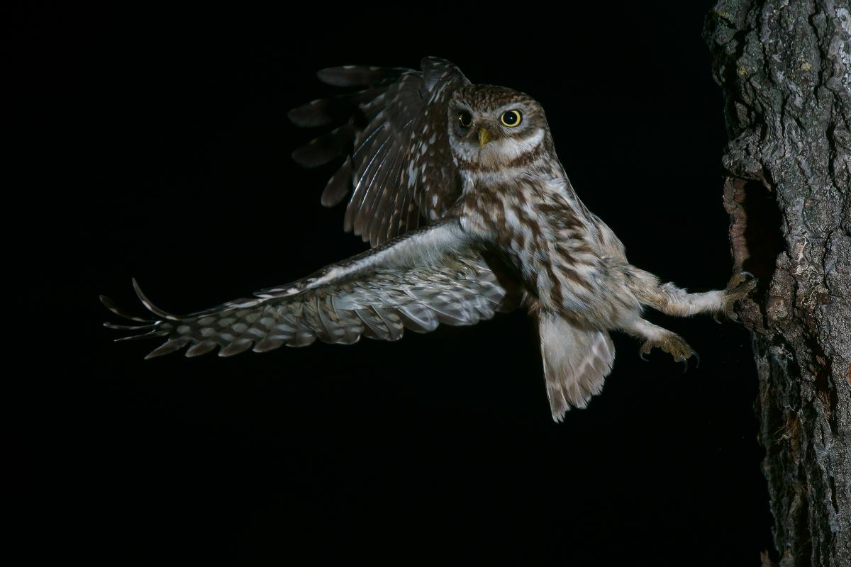 Kalmár Lajos Gábor