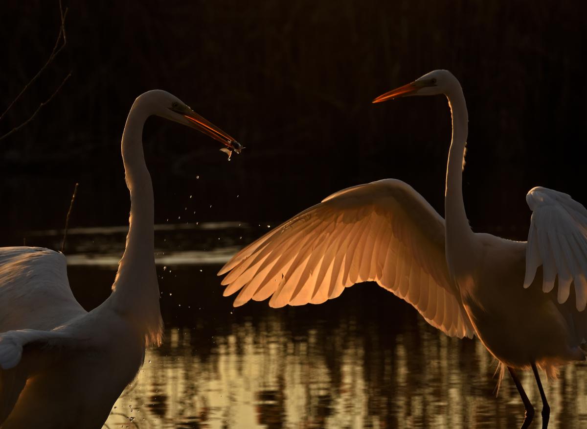 Násfayné Kőházi Mária