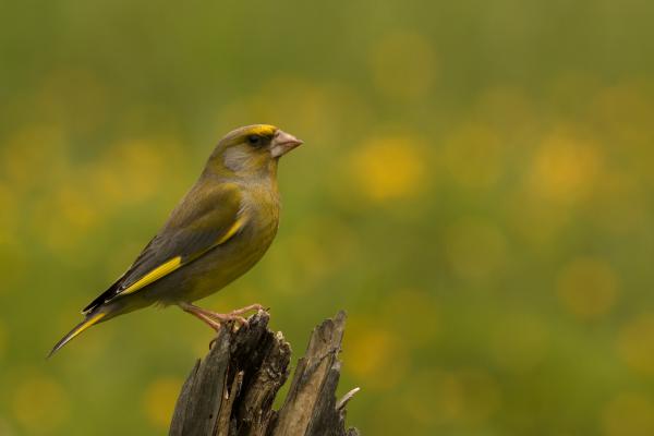 Zöld-sárga-szürke