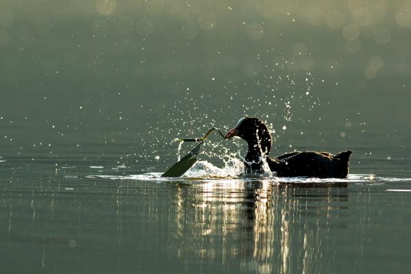Játékos táplálkozás