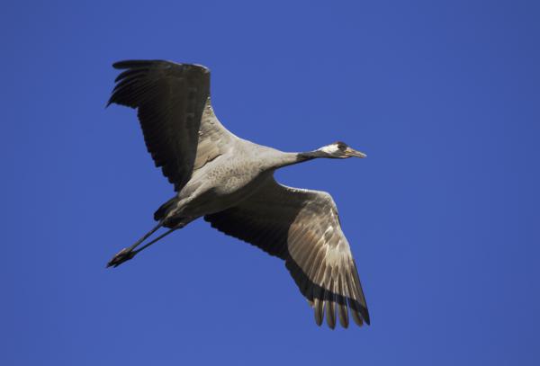 Daru madár fent az égben...