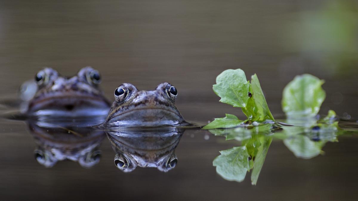 Násfayné Kőházi Mária