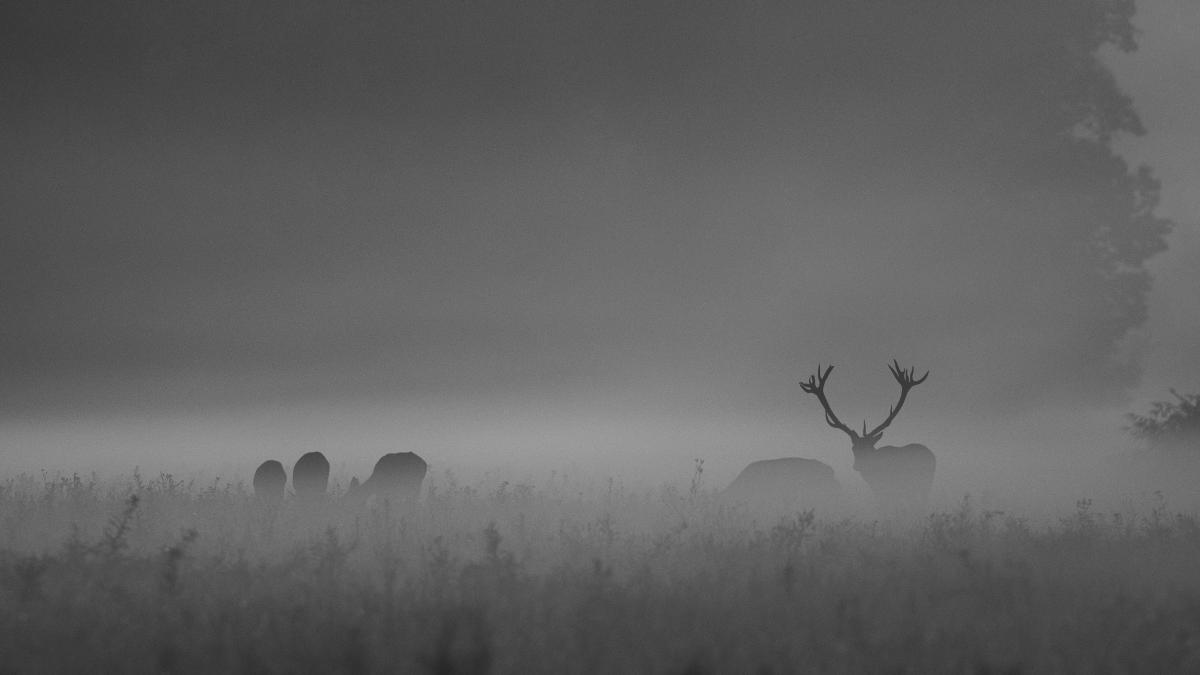 Násfayné Kőházi Mária