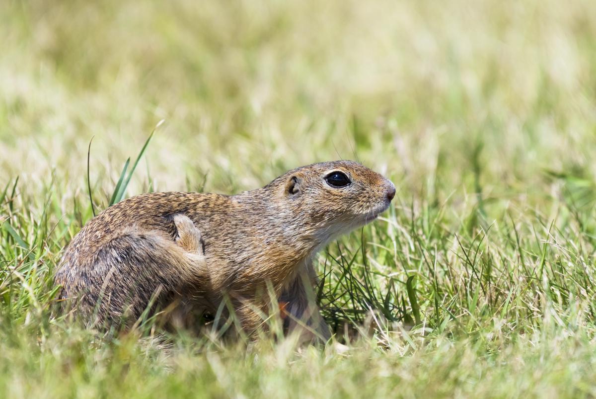 Gaál Zoltán Péter
