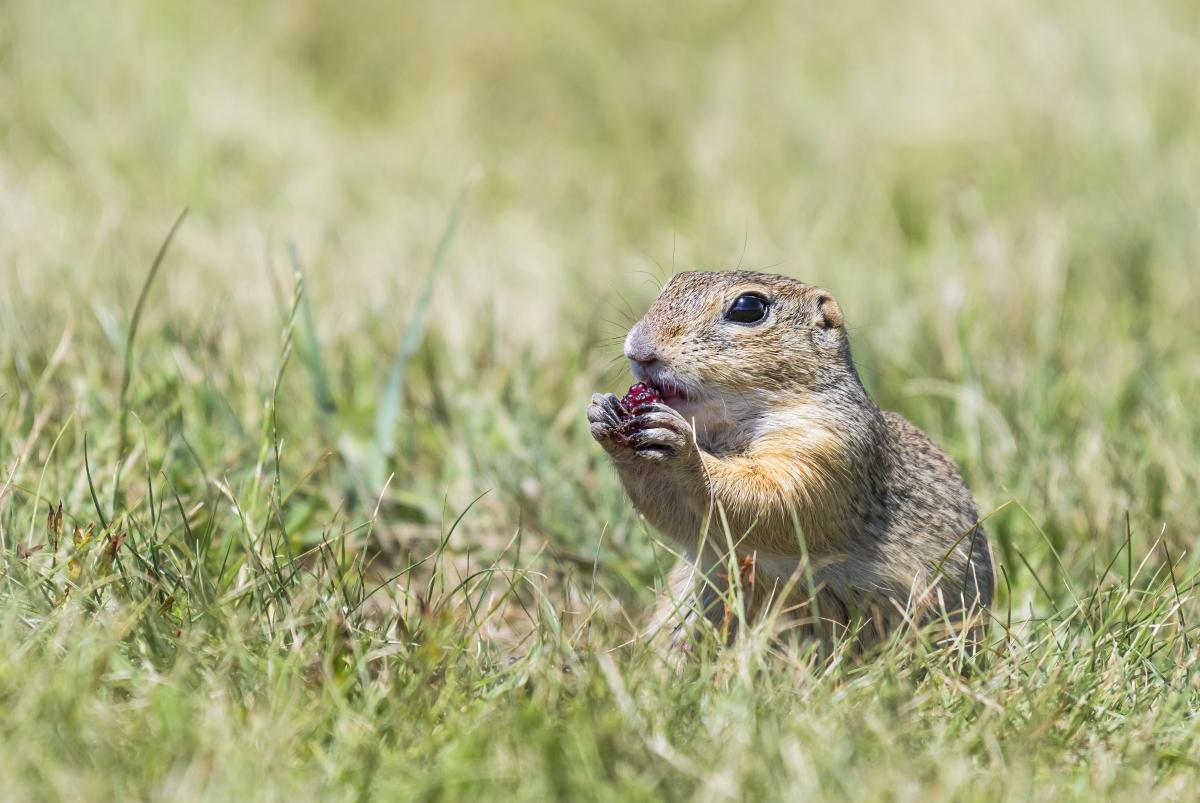 Gaál Zoltán Péter