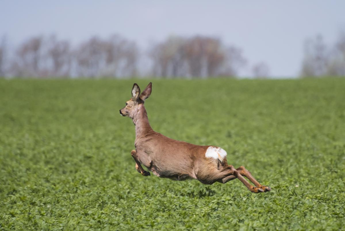 Gaál Zoltán Péter