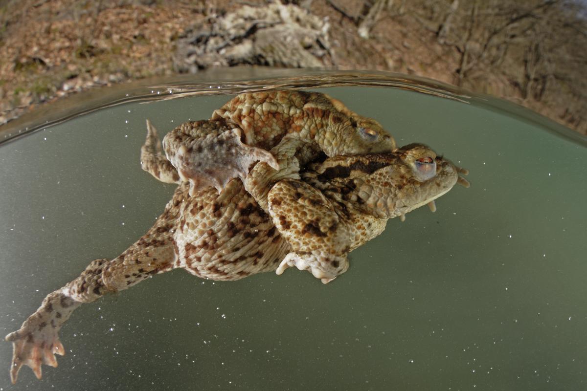 Násfayné Kőházi Mária