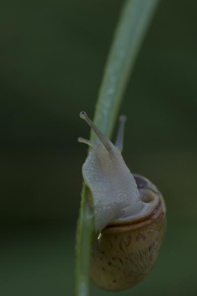 Fölfelé